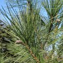 Pinus strobus rameau